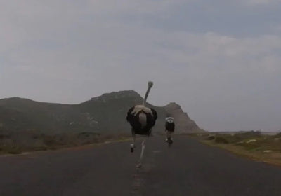 Image: Top 5 Youtube Videos - Animals vs Cyclists