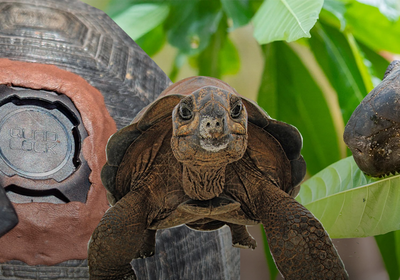 Image: Quad Lock × IOTA: How Our Mounts Support Tortoise GPS Research